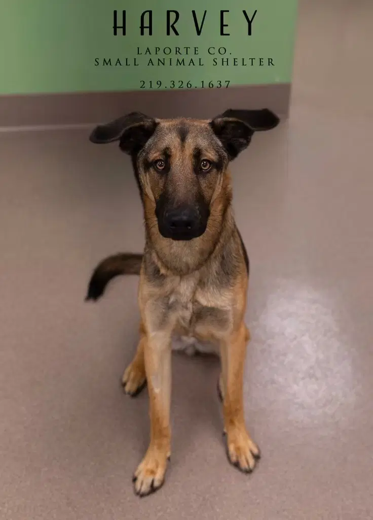 Harvey - German Shepherd Dog