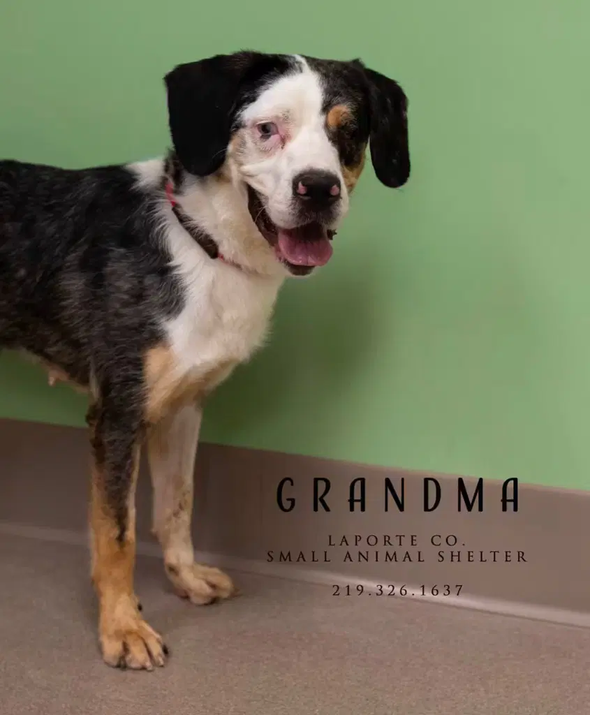 Grandma - Australian Shepherd
