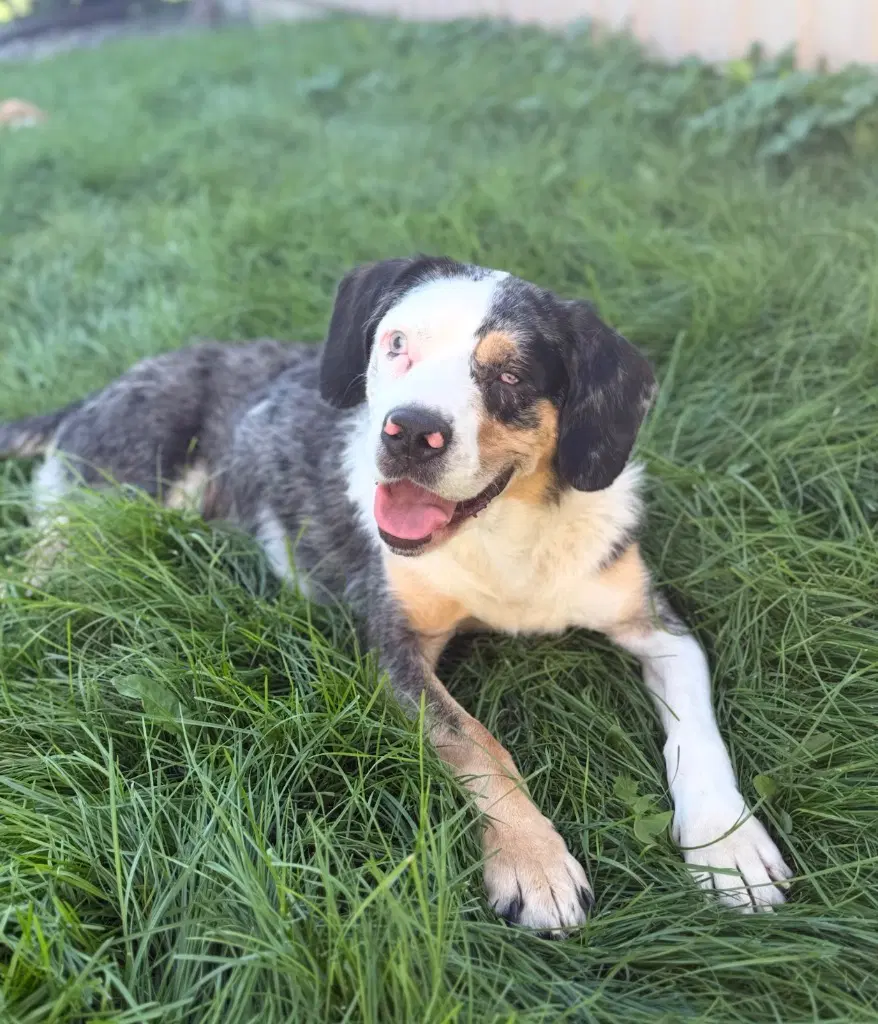 Grandma - Australian Shepherd