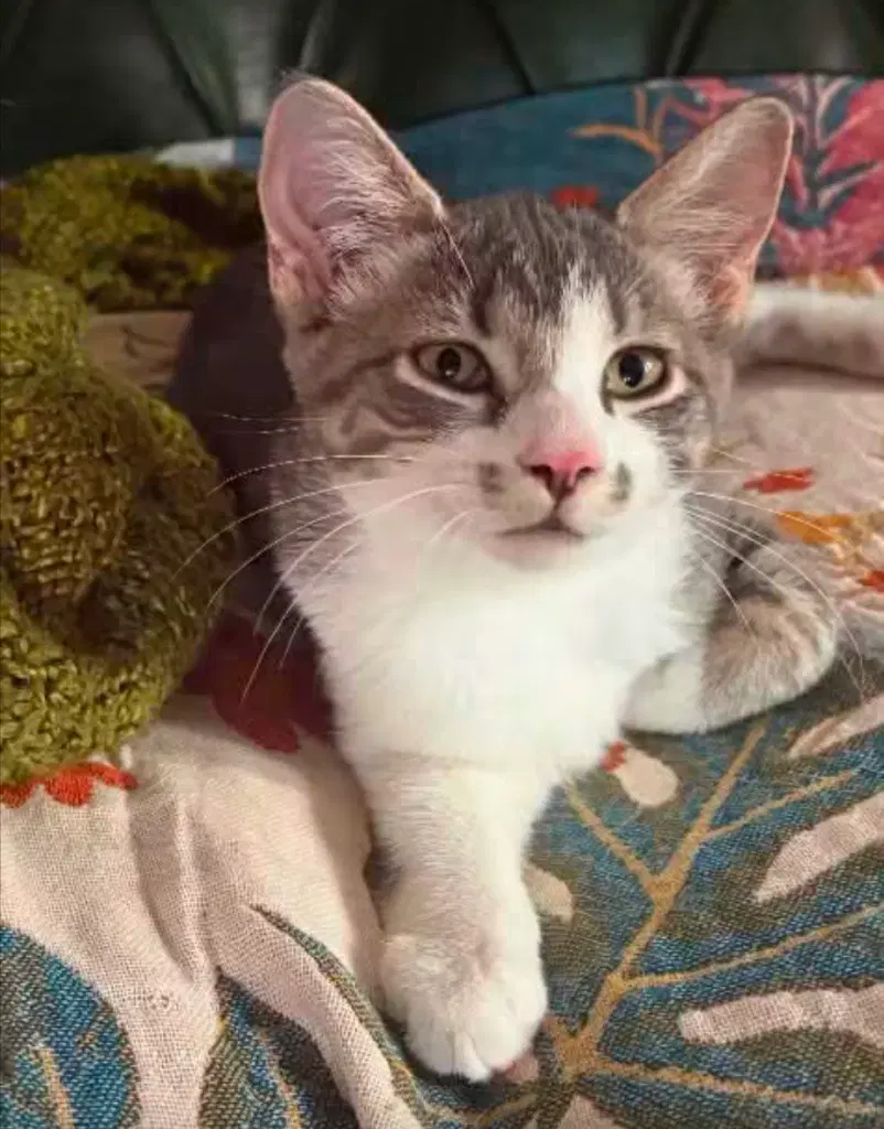 Harmony - Domestic Short Hair