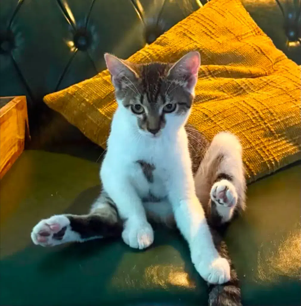Journey - Domestic Short Hair