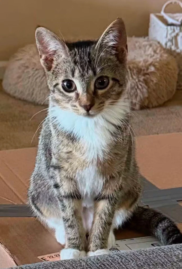 Archie