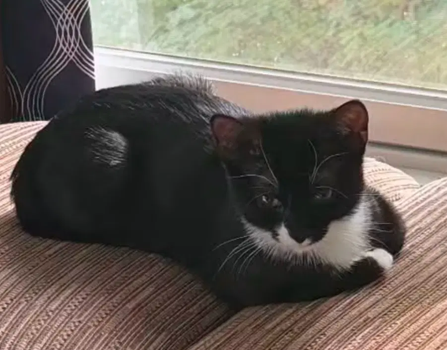 Veronica - Domestic Short Hair