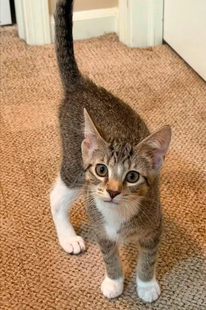 Betty - Domestic Short Hair