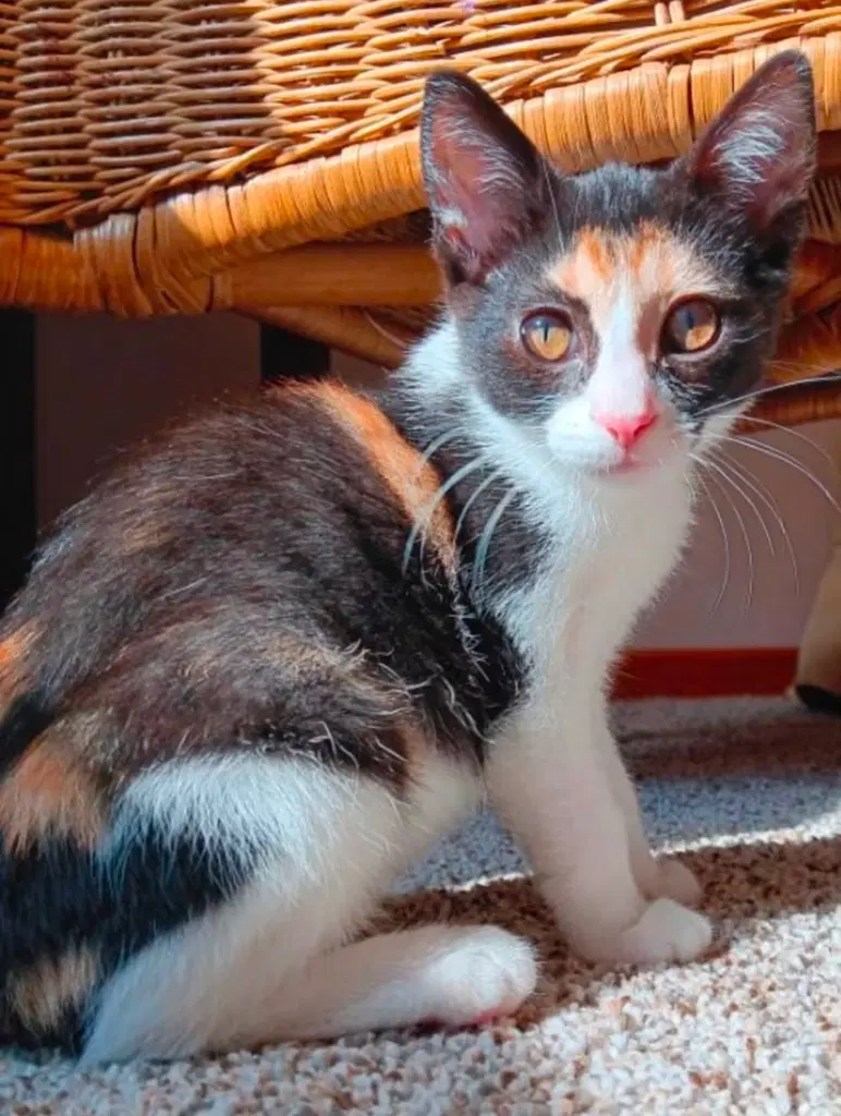 Thelma Lou - Domestic Short Hair