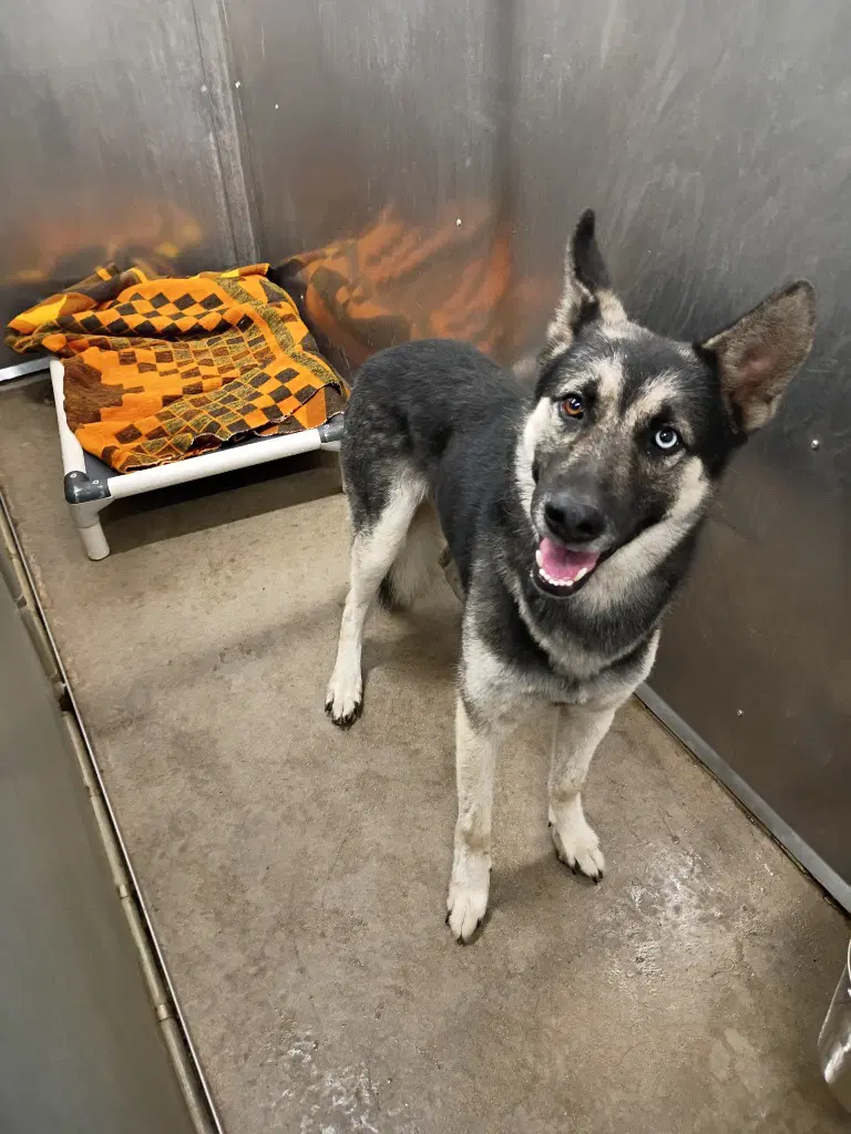 Ares - German Shepherd Dog