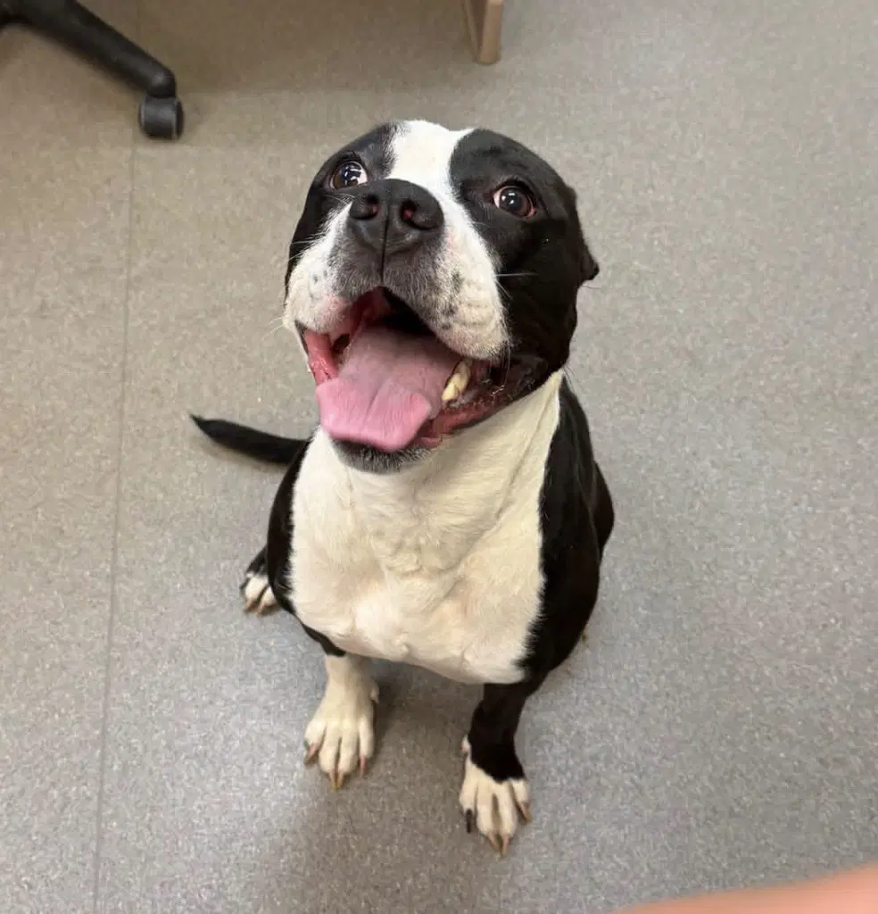 Echo - Pit Bull Terrier