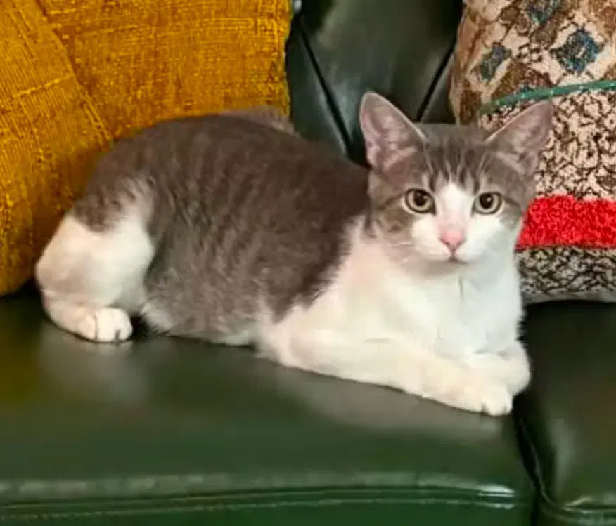 Grace - Domestic Short Hair