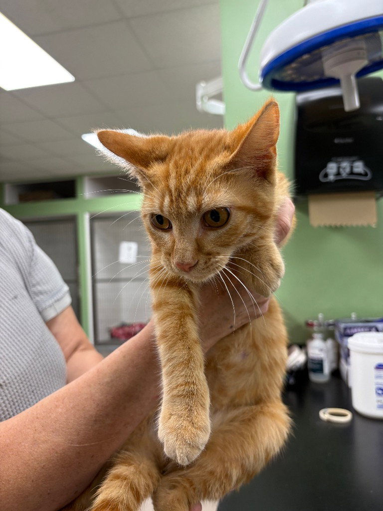 Cider, Domestic Short Hair