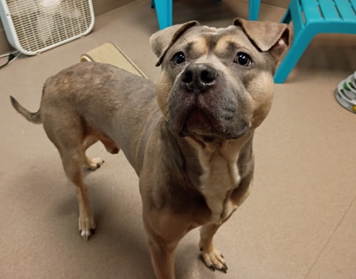 Buck, a dog for adoption from La Porte County Small Animal Shelter