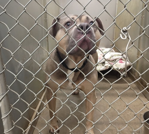 Photo 2 of Buck