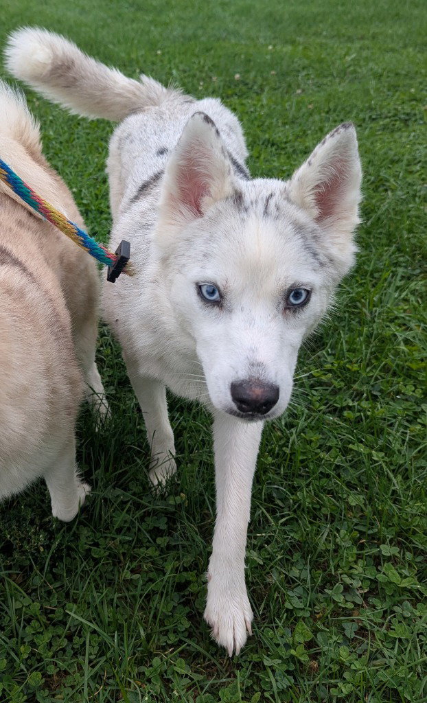 Uno, Husky