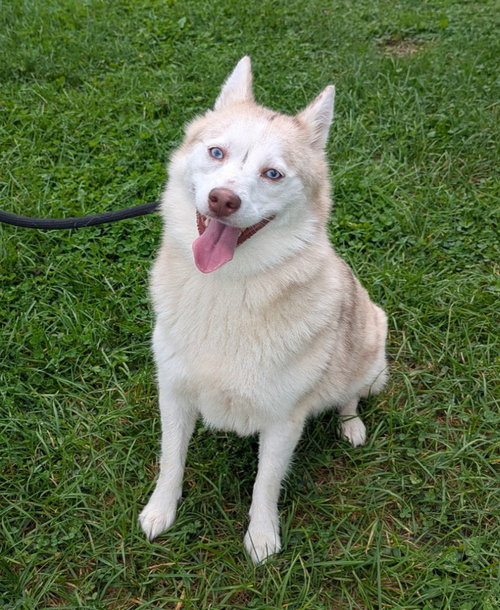 Dos, a dog for adoption from La Porte County Small Animal Shelter