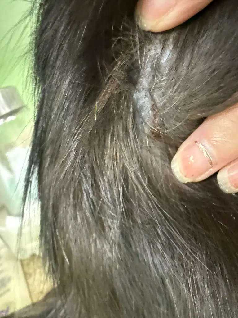 Willow image 2