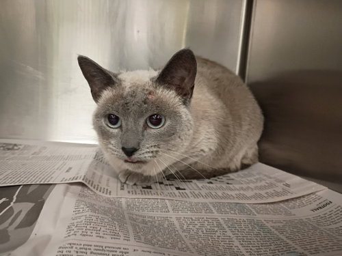Voodoo, a cat for adoption from La Porte County Small Animal Shelter