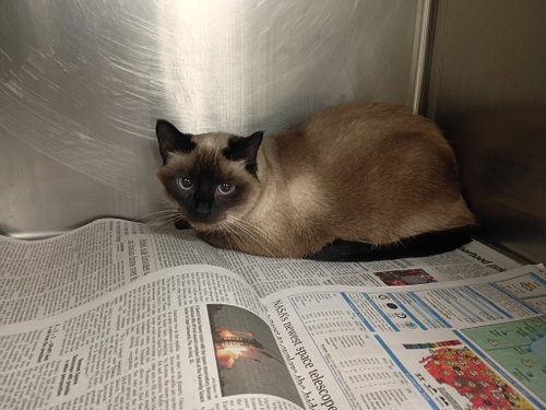 Magic, a cat for adoption from La Porte County Small Animal Shelter