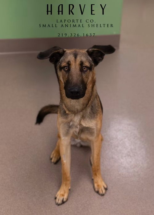 Harvey, a dog for adoption from La Porte County Small Animal Shelter