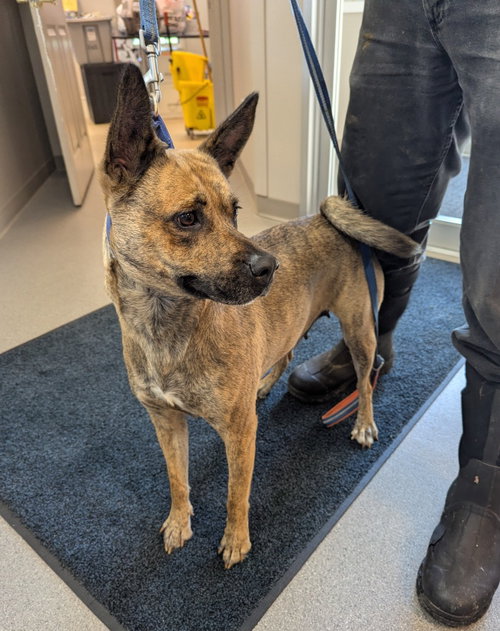 Perdita, a dog for adoption from La Porte County Small Animal Shelter