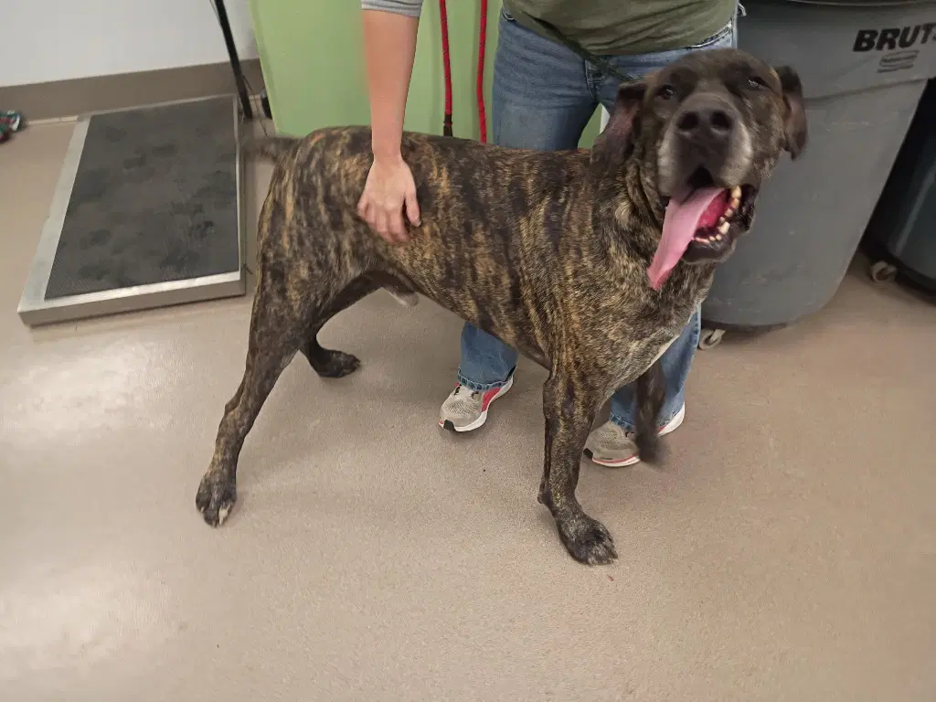 Hank - Great Dane