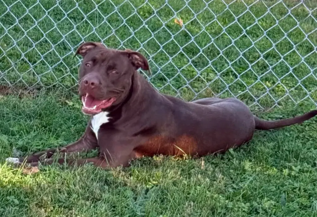 Timber - Pit Bull Terrier