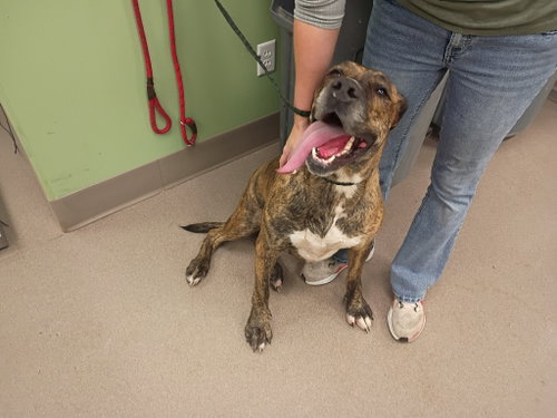 Martha, a dog for adoption from La Porte County Small Animal Shelter