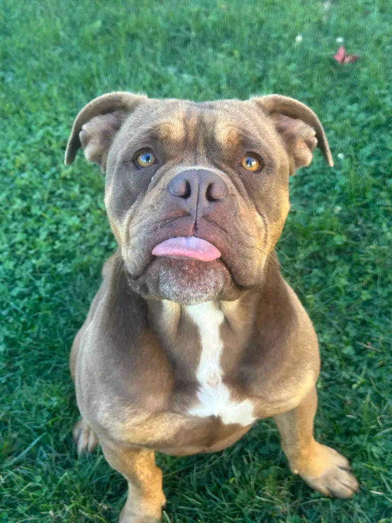 Buddy - American Bulldog