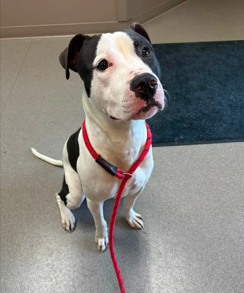 Balto - Staffordshire Bull Terrier