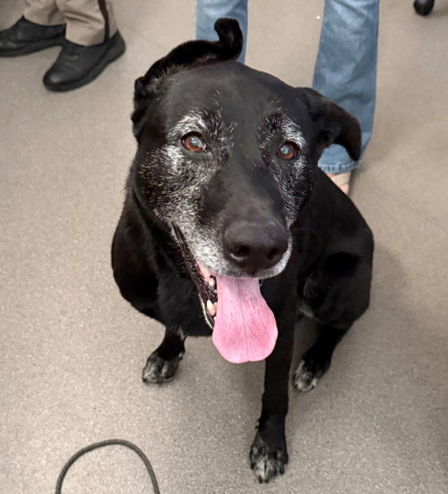 Ash, a dog for adoption from La Porte County Small Animal Shelter
