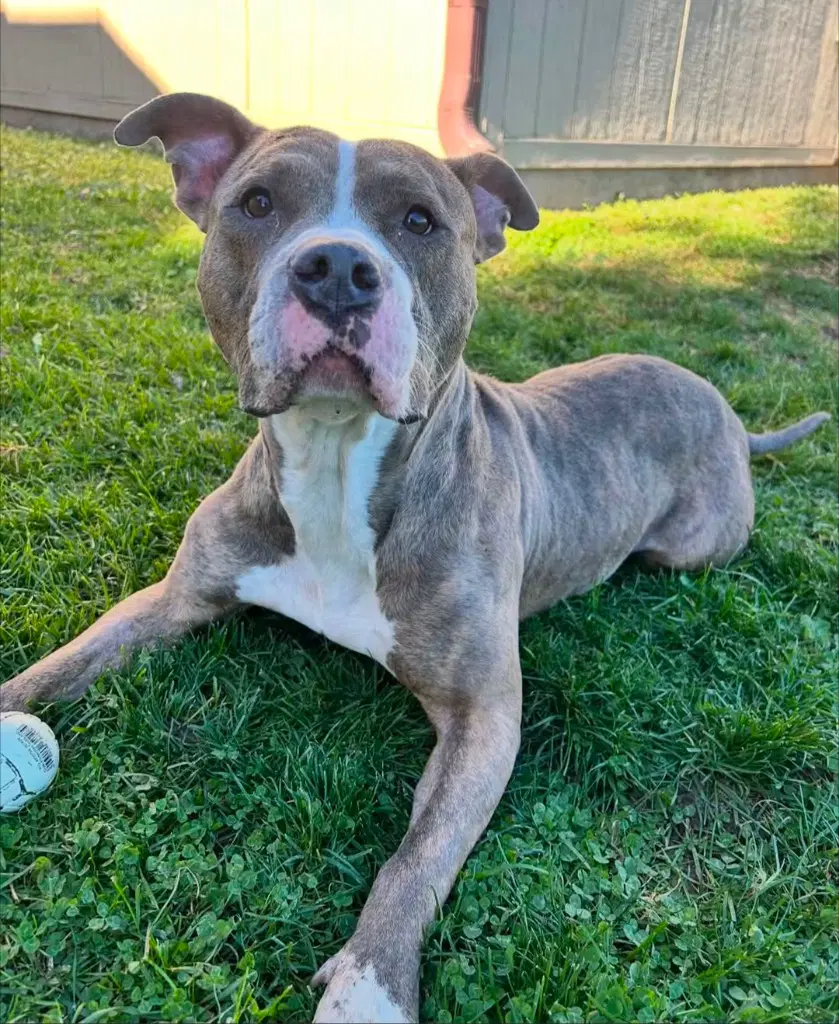 Violet - Pit Bull Terrier