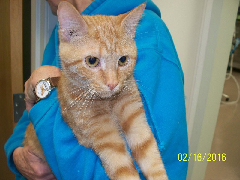 Tangelo, photo 2