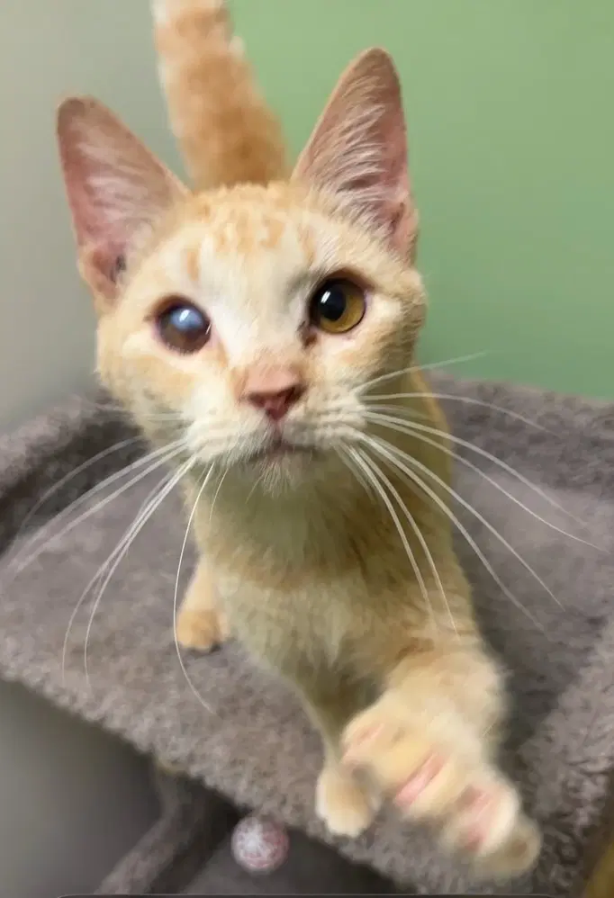 Ethyl - Domestic Short Hair