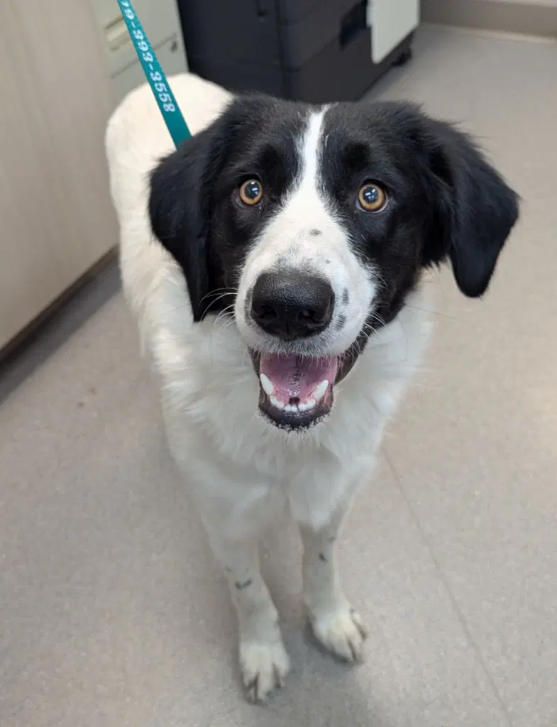 Buckeye - Border Collie