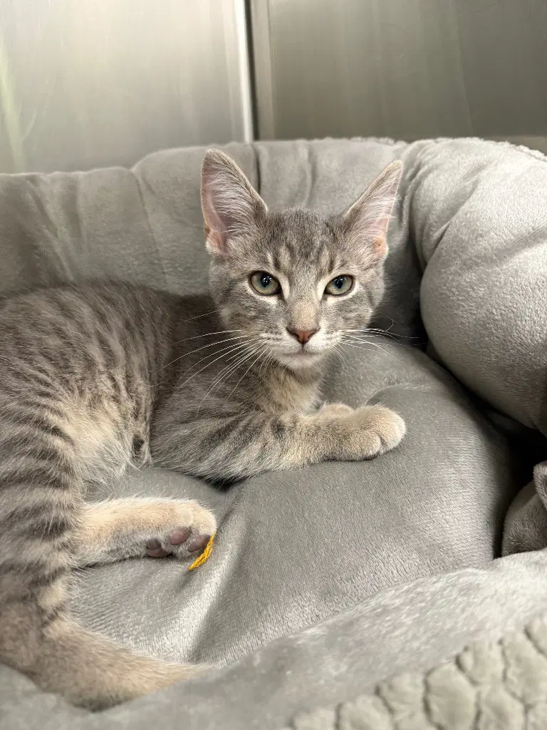 Sterling - Domestic Short Hair