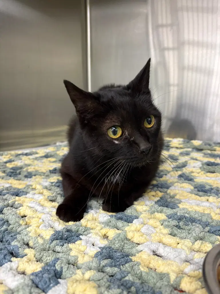 Freya - Domestic Short Hair