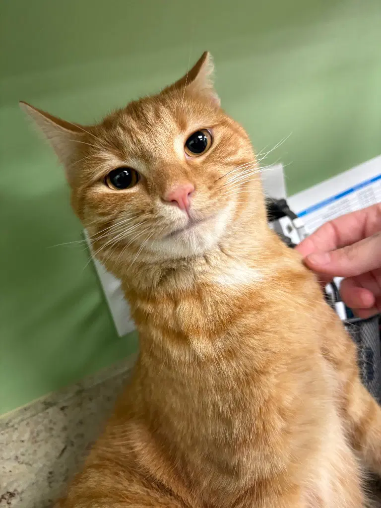Fanta - Domestic Short Hair
