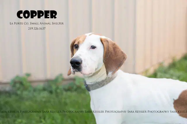 Copper - Hound