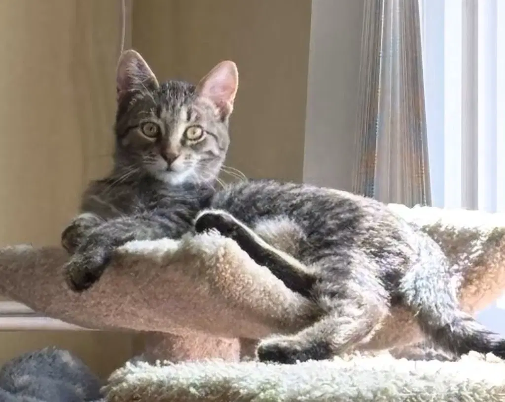 Graham - Domestic Short Hair