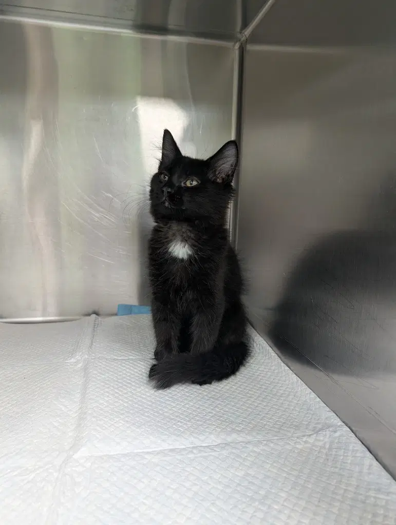 Moose - Domestic Medium Hair