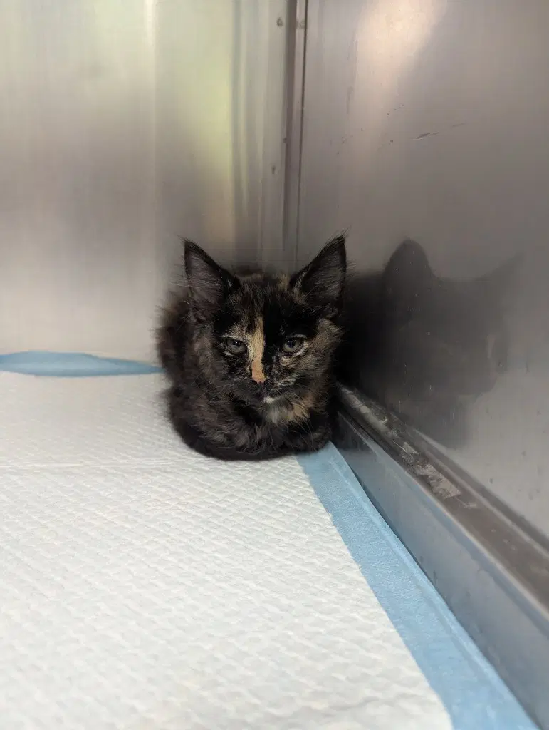 Dolly - Domestic Medium Hair