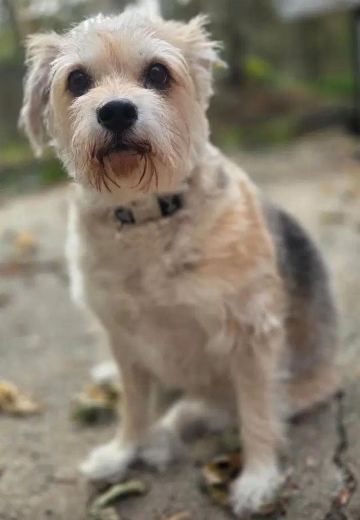 Pixie - Jack Russell Terrier