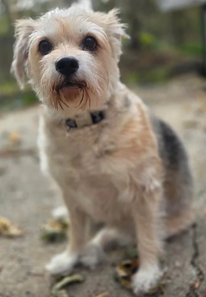 Pixie