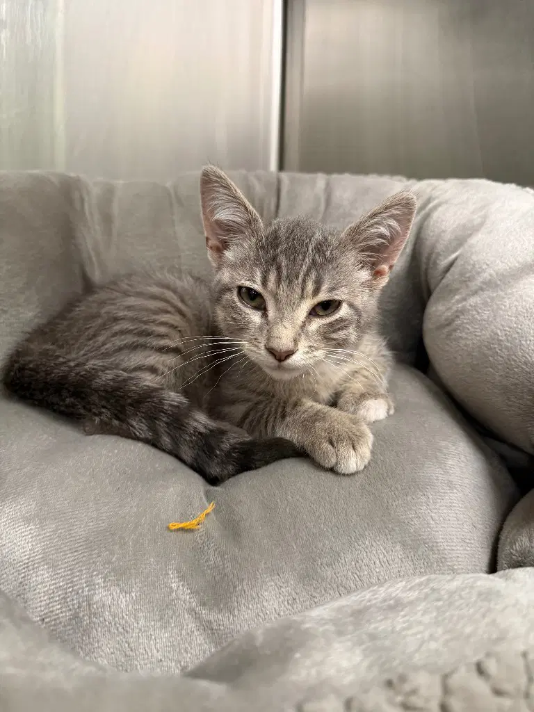 Flannel - Domestic Short Hair