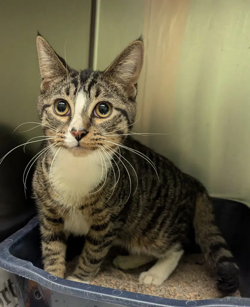 Aarron - Domestic Short Hair