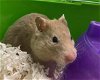adoptable Hamster in  named PIPI