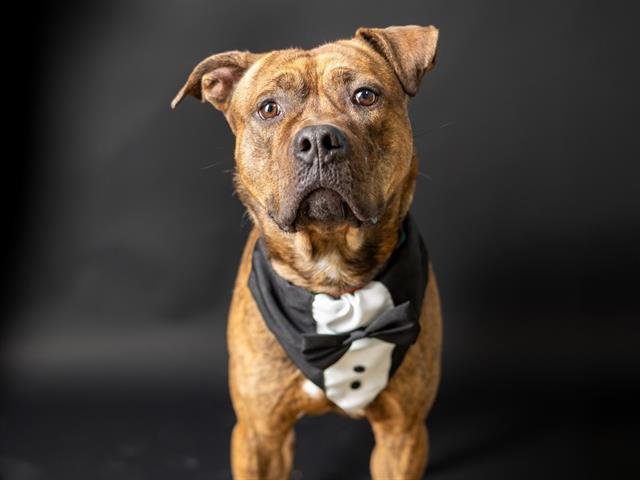adoptable Dog in Ames, IA named WOOFUS