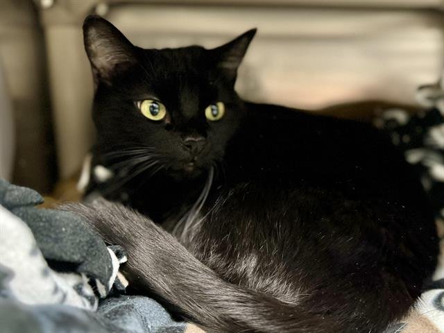 adoptable Cat in Ames, IA named BOO