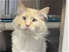 adoptable Cat in ames, IA named SHIDEN