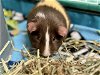 adoptable Guinea Pig in ames, IA named MAE