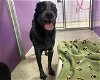 adoptable Dog in ames, IA named MAX