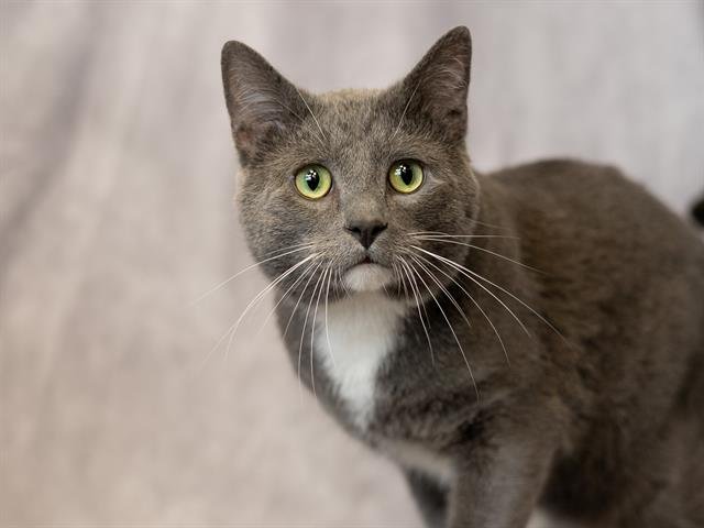 adoptable Cat in Ames, IA named BOOTS